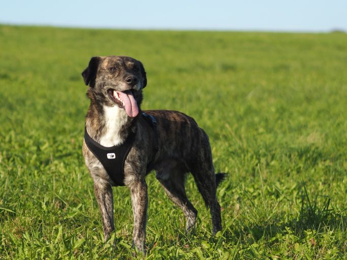Hundeportrait 3